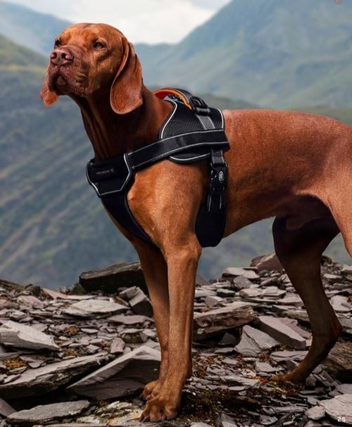 Genuine Land Rover Above & Beyond Dog Harness Heavy Duty Size Small 51LGPT937MXC